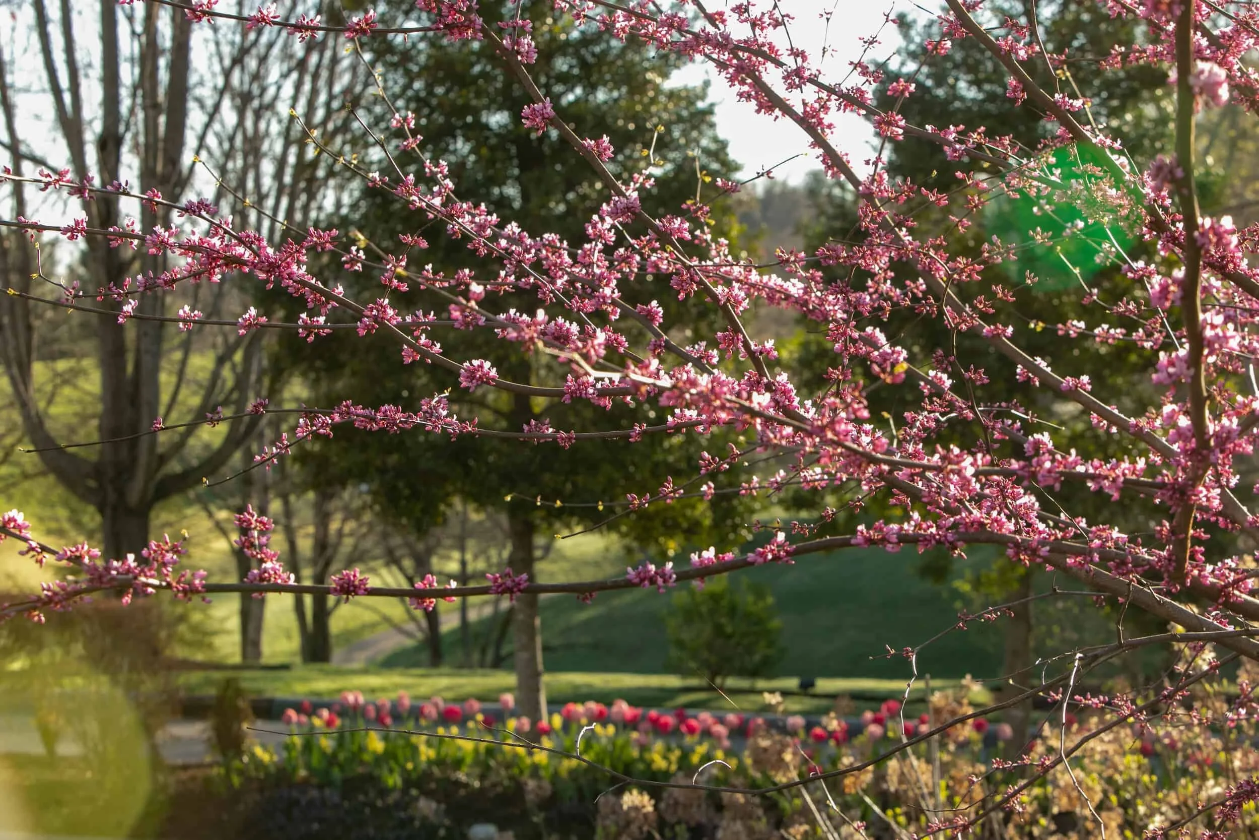 Spring at The Virginian